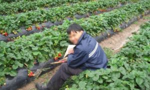 Chuyện buồn Việt Nam giữa nước Úc
