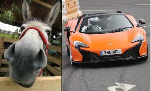 Chuyện hi hữu ở Đức: Xét xử lừa vì cắn ô-tô do nhầm là..cà rốt