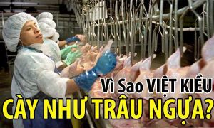 Những nỗi đắng cay của người Việt tha hương