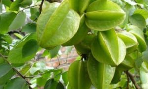 Có ngay mái tóc đen, mượt bất chấp tuổi tác chỉ với vài quả khế chua