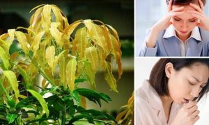 Một nắm lá xoài, 12 công dụng bất ngờ cho sức khỏe
