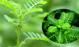 Cây chó đẻ: Chữa bệnh rất hiệu quả nhưng dùng thế nào cho đúng?