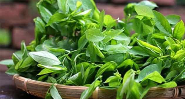 6 tác dụng tuyệt vời của rau ngót dành cho phụ nữ sau khi sinh
