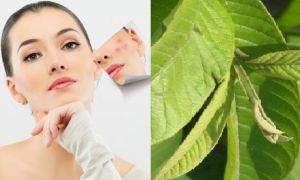 Lá ổi – phép lạ để sở hữu mái tóc và làn da đẹp