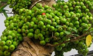 Đẩy lùi nguy cơ ung thư, tiểu đường và nhiều loại bệnh nhờ quả sung ‘xấu xí’