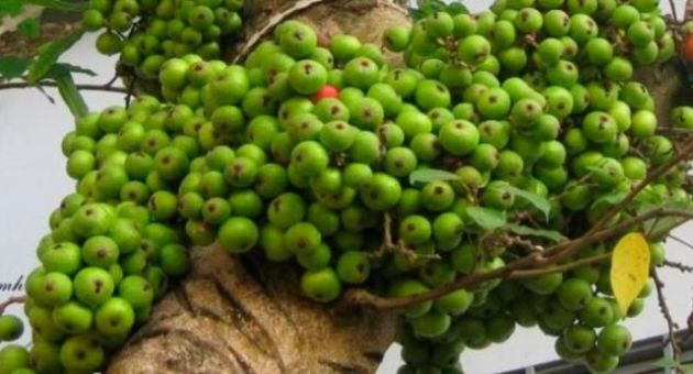 Đẩy lùi nguy cơ ung thư, tiểu đường và nhiều loại bệnh nhờ quả sung ‘xấu xí’