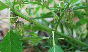 400 triệu không cứu nổi lá gan chịu chết, vậy mà dùng cây thù lù lại có hiệu quả