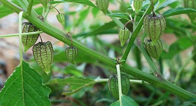 400 triệu không cứu nổi lá gan chịu chết, vậy mà dùng cây thù lù lại có hiệu quả