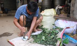 Bài thuốc ‘3 lá rau rừng’ cứu sống hàng nghìn mạng người