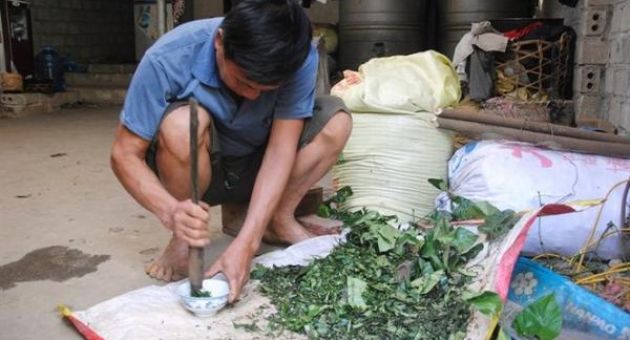 Bài thuốc ‘3 lá rau rừng’ cứu sống hàng nghìn mạng người