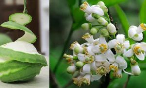 Cây bưởi: Từ gốc đến ngọn đều là những vị thuốc quý mà có thể bạn chưa biết