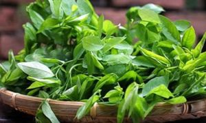 Chỉ nhúm rau ngót, trị tận gốc 5 bệnh mà bé nào cũng dễ mắc