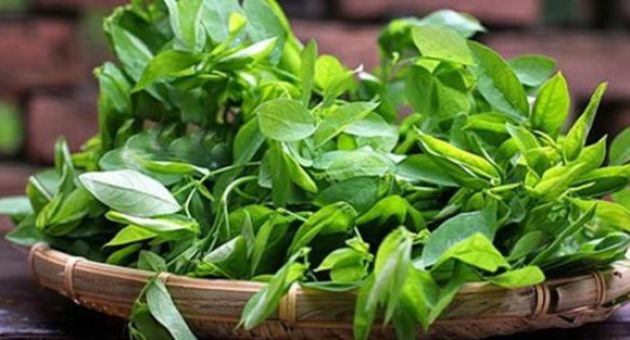 Chỉ nhúm rau ngót, trị tận gốc 5 bệnh mà bé nào cũng dễ mắc