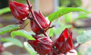 Tết đến mà cơ thể mệt mỏi, mụn nhọt do không giải độc gan, hãy chuẩn bị 5 thảo...