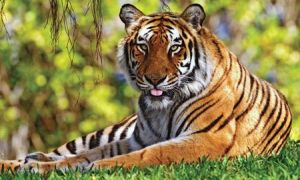 Cuối năm Mậu Tuất, những con giáp này sẽ được thảnh thơi vì tiền bạc dư dả