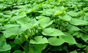 Loại rau này bổ dưỡng hơn nhân sâm nhưng ít người biết rõ, ở Việt Nam có rất...