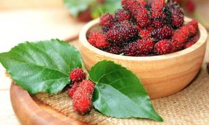 Quả dâu tằm: bổ máu, ngừa ung thư và chống lão hóa