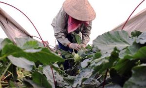 9 lợi ích bất ngờ của su hào