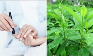 Nghiên cứu quốc tế công bố 9 hoạt chất mới trong dây thìa canh Việt Nam giúp...