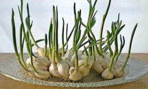 Bài thuốc tuyệt vời chữa ung thư, viêm phụ khoa từ loại củ có giá siêu rẻ