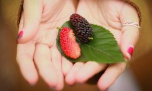 Dâu tằm – di chúc của tình yêu và công dụng tuyệt vời giúp cho tóc đen da đẹp