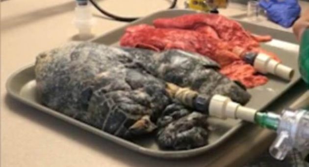 Cận cảnh sự hủy hoại ghê rợn của hút thuốc lá