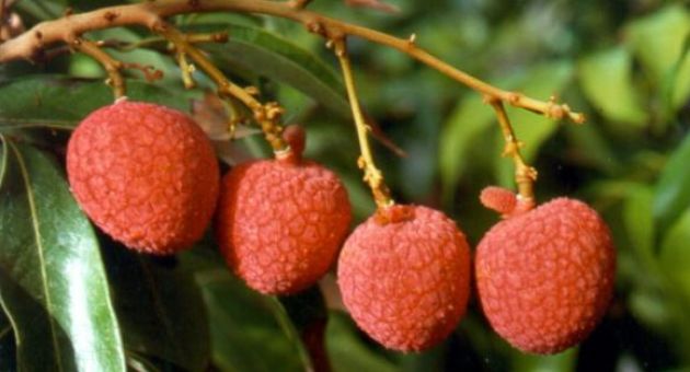 6 bài thuốc hay từ quả vải: Phòng sỏi mật, chữa đau dạ dày mạn tính…