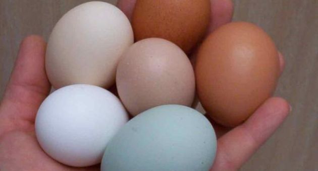 Chuyên gia khẳng định: Ăn trứng gà theo cách này, lợi ích thì ít mà tác hại vô...