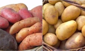 Khoai lang và khoai tây: Loại nào tốt hơn?