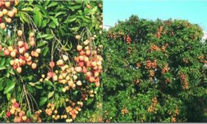 Nghề nông giúp người Việt làm giàu tại Mỹ
