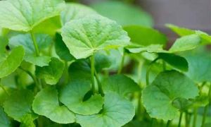 Rau má: Vị thuốc dân gian tuyệt vời cho thanh nhiệt giải độc và trị sẹo