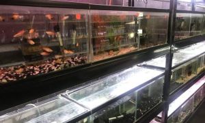 Thú nuôi cá cảnh của người Việt ở Little Saigon