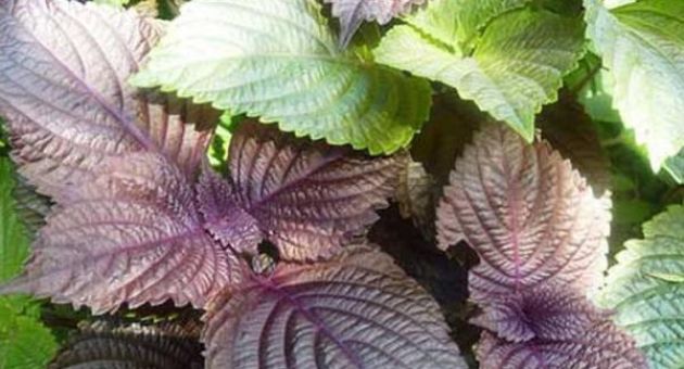 Tía tô – chấm dứt cơn đau gút sau 30 phút, ai bị gút thì đọc gấp!