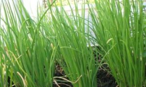 3 cách trồng hành lá siêu đơn giản tại nhà