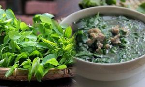 Lợi ích tuyệt vời của cây rau ngót và những lưu ý khi dùng