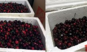 Bay từ Mỹ về Việt Nam, thùng cherry bị vơi mất 1/3