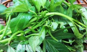 Đẩy lùi tiểu đường, cảm sốt mùa nóng nhờ rau lang