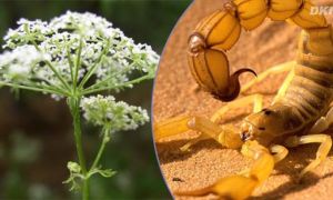 10 cách ‘lấy độc trị độc’ ít người biết