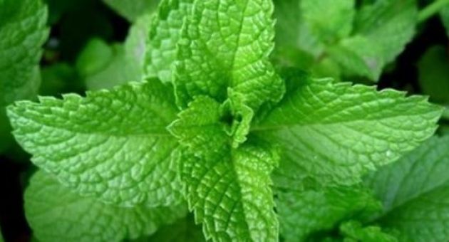 Công dụng chữa bệnh tuyệt vời của 7 loại rau thơm quen thuộc