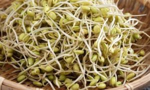 Giá đỗ tương rất tốt, nhưng 4 nhóm người sau đây tuyệt đối không nên ăn