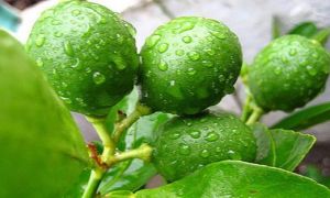 5 vị thuốc từ cây chanh có tác dụng trị bệnh rất hiệu nghiệm