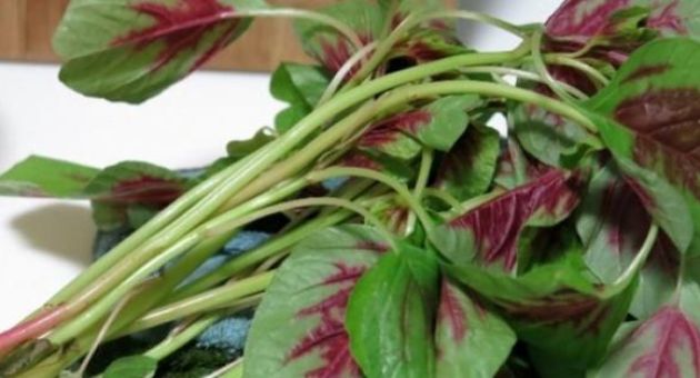 Ăn rau dền, nhớ nguyên tắc ‘5 không’ để bảo vệ sức khỏe