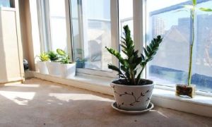 10 cây cảnh giúp thay đổi vận khí ngôi nhà, cải thiện sức khoẻ cho gia chủ