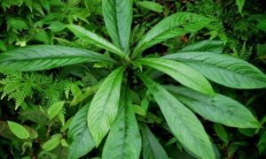 8 công dụng trị bệnh hiệu quả của lá xương sông