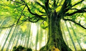 Làm người nếu có thể thấu tỏ 5 bài học này thì ắt mọi việc vuông tròn không...