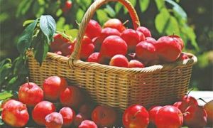 Một số loại hoa quả giúp phụ nữ giảm cân