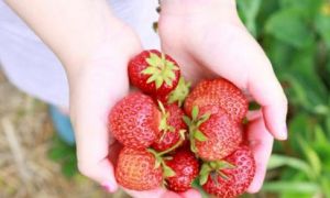 Hướng dẫn trồng dâu tây tại nhà, vừa có dâu tây ăn vừa làm cây cảnh sân vườn