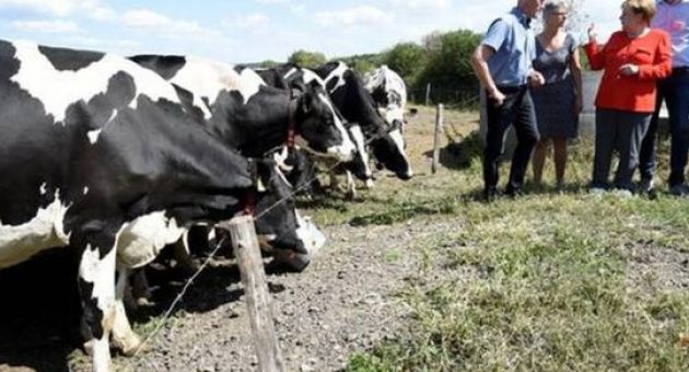 Nông dân Đức kêu gọi chính phủ trợ cấp đặc biệt vì thất bát