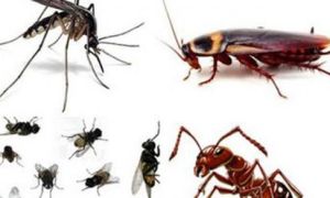 Mẹo khiến ruồi, muỗi, gián, chuột phải chạy ra khỏi nhà “tức tốc”
