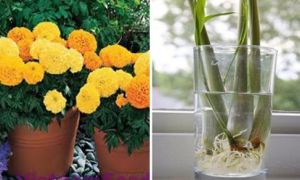 10 loại cây KHẮC TINH của muỗi, hiệu quả gấp 5 lần hóa chất lại siêu đẹp để...